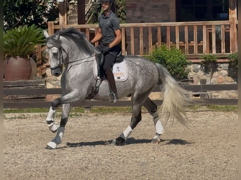 PRE Gelding 6 years 16.2 hh Grey-Dapple in Santa Perpetua de Mogoda