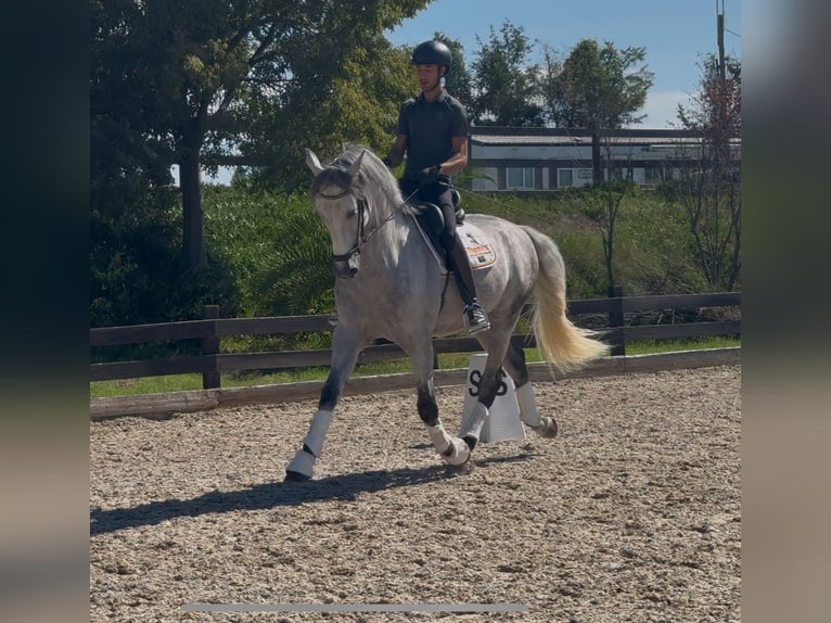 PRE Gelding 6 years 16.2 hh Grey-Dapple in Santa Perpetua de Mogoda
