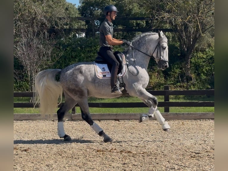 PRE Gelding 6 years 16.2 hh Grey-Dapple in Santa Perpetua de Mogoda