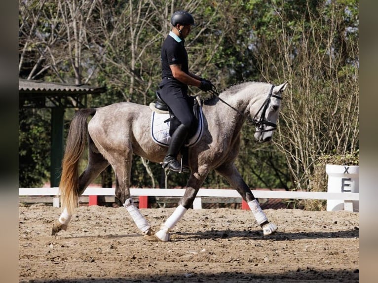 PRE Gelding 6 years 16.2 hh Grey in Daarlerveen