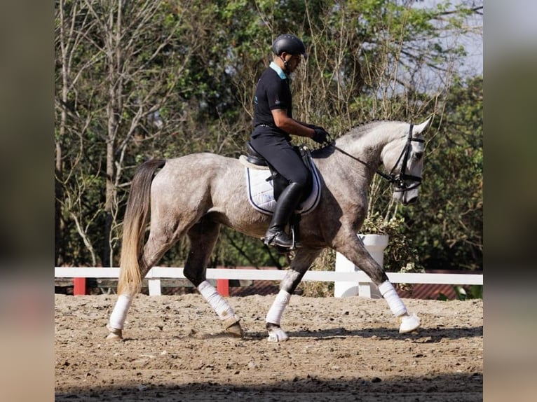 PRE Gelding 6 years 16.2 hh Grey in Daarlerveen