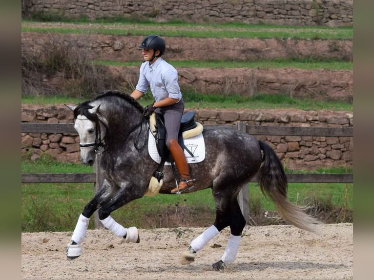 PRE Gelding 6 years 16.2 hh Grey in Bissendorf