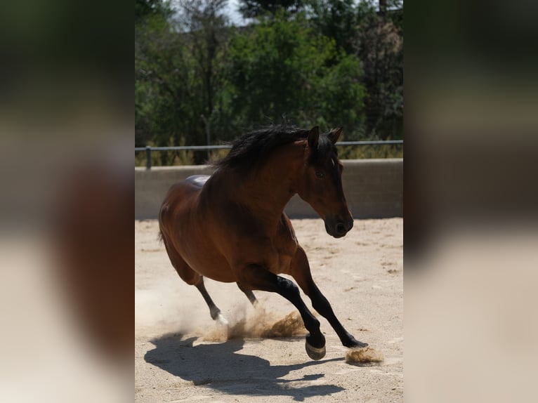 PRE Mix Gelding 6 years 16 hh Bay in Hamburg