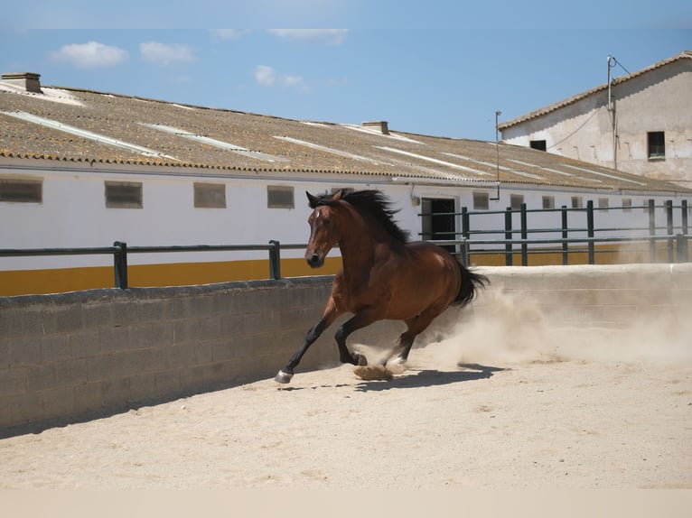 PRE Mix Gelding 6 years 16 hh Bay in Hamburg