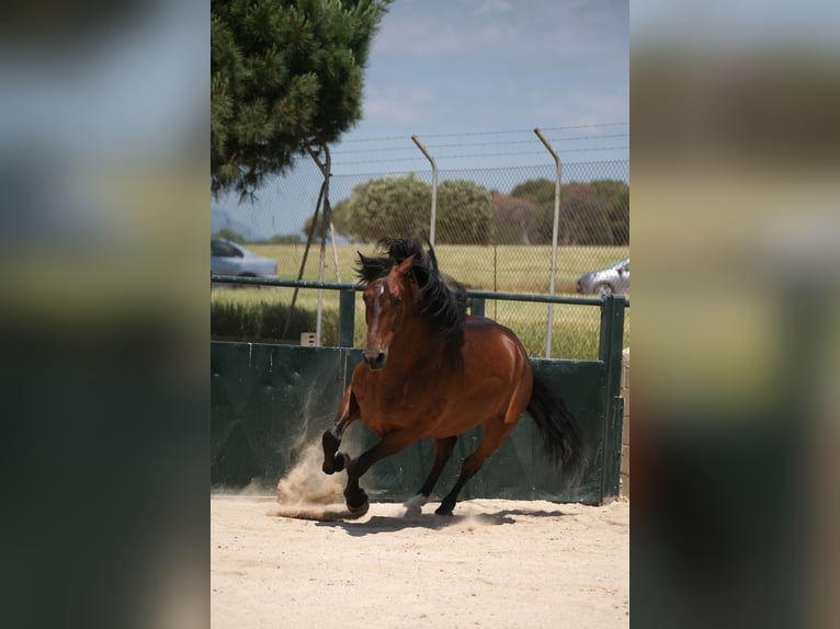 PRE Mix Gelding 6 years 16 hh Bay in Hamburg