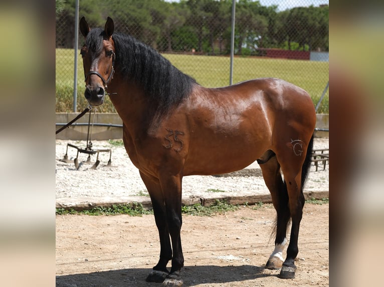 PRE Mix Gelding 6 years 16 hh Bay in Hamburg