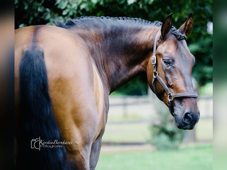 PRE Mix Gelding 6 years 16 hh Bay-Dark in Dorsten