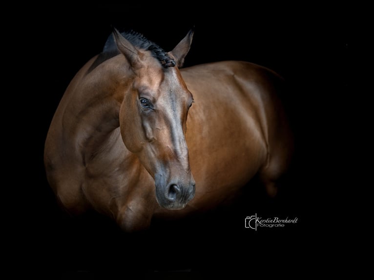 PRE Mix Gelding 6 years 16 hh Bay-Dark in Dorsten