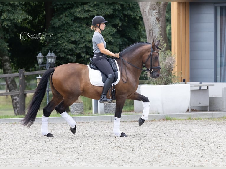 PRE Mix Gelding 6 years 16 hh Bay-Dark in Dorsten
