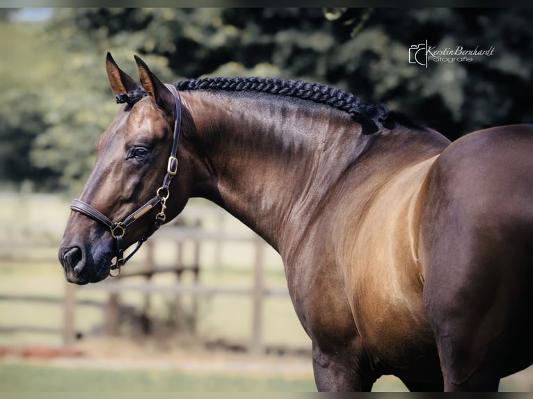 PRE Mix Gelding 6 years 16 hh Bay-Dark in Dorsten