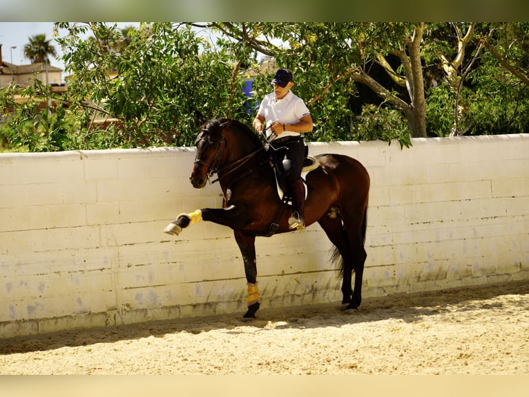 PRE Mix Gelding 6 years 16 hh Bay-Dark in Dorsten