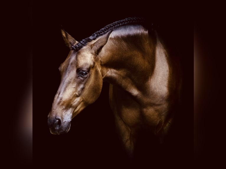 PRE Mix Gelding 6 years 16 hh Bay-Dark in Dorsten