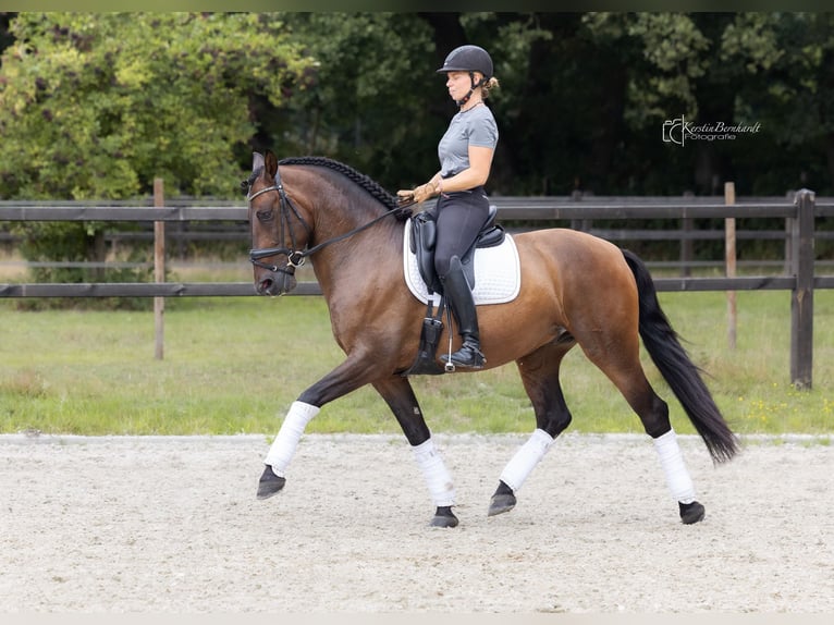 PRE Mix Gelding 6 years 16 hh Bay-Dark in Dorsten