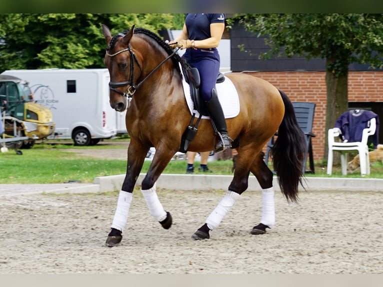 PRE Mix Gelding 6 years 16 hh Bay-Dark in Dorsten