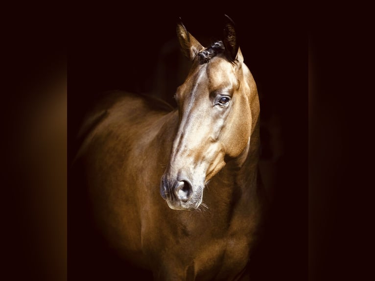 PRE Mix Gelding 6 years 16 hh Bay-Dark in Dorsten