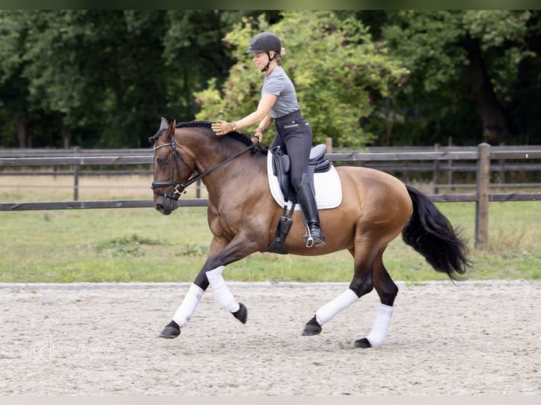 PRE Mix Gelding 6 years 16 hh Bay-Dark in Dorsten