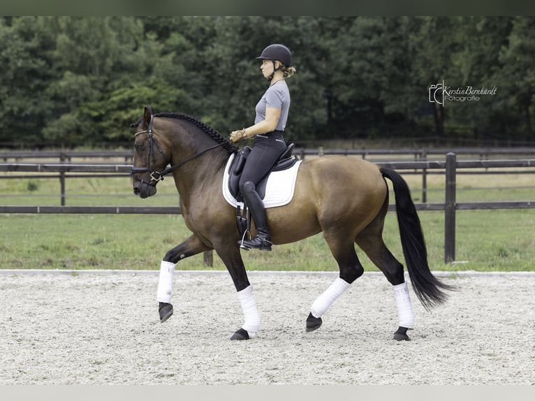 PRE Mix Gelding 6 years 16 hh Bay-Dark in Dorsten