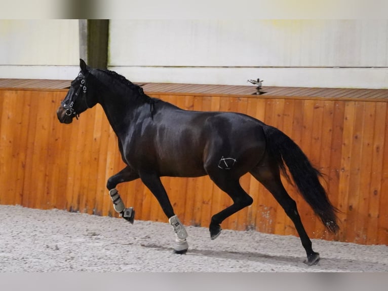 PRE Mix Gelding 6 years 16 hh Bay-Dark in Heuvelland