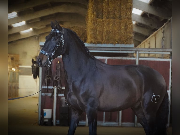 PRE Mix Gelding 6 years 16 hh Bay-Dark in Heuvelland