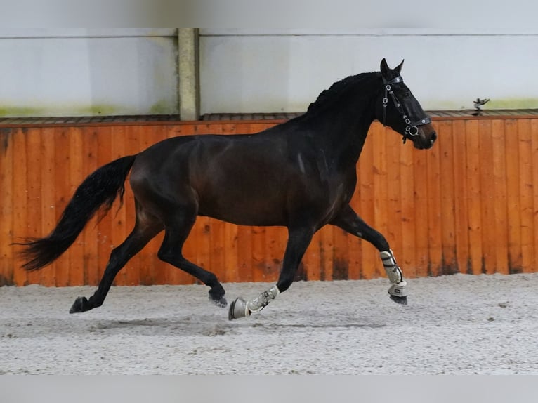 PRE Mix Gelding 6 years 16 hh Bay-Dark in Heuvelland