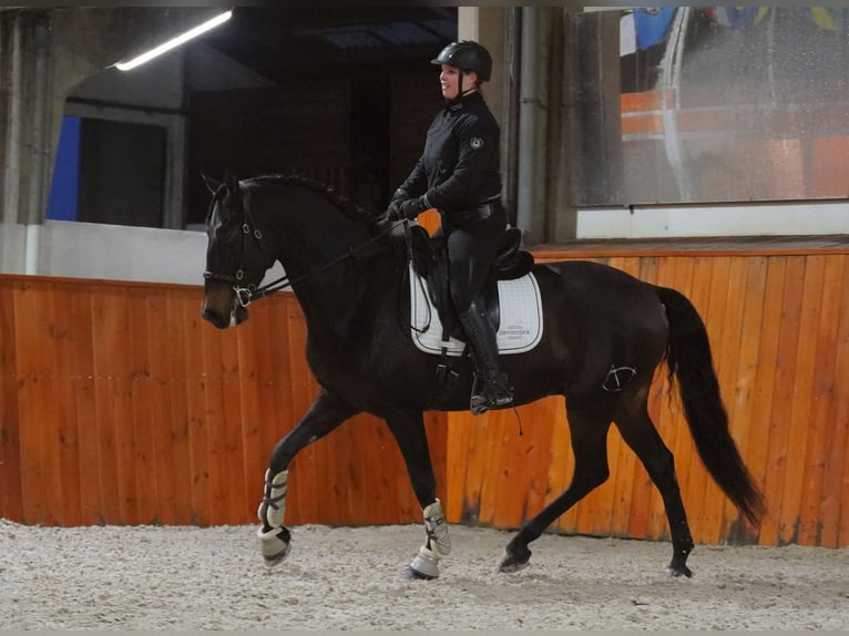 PRE Mix Gelding 6 years 16 hh Bay-Dark in Heuvelland