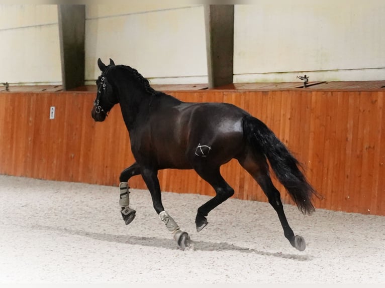 PRE Mix Gelding 6 years 16 hh Bay-Dark in Heuvelland