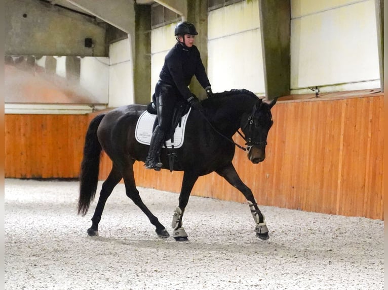 PRE Mix Gelding 6 years 16 hh Bay-Dark in Heuvelland