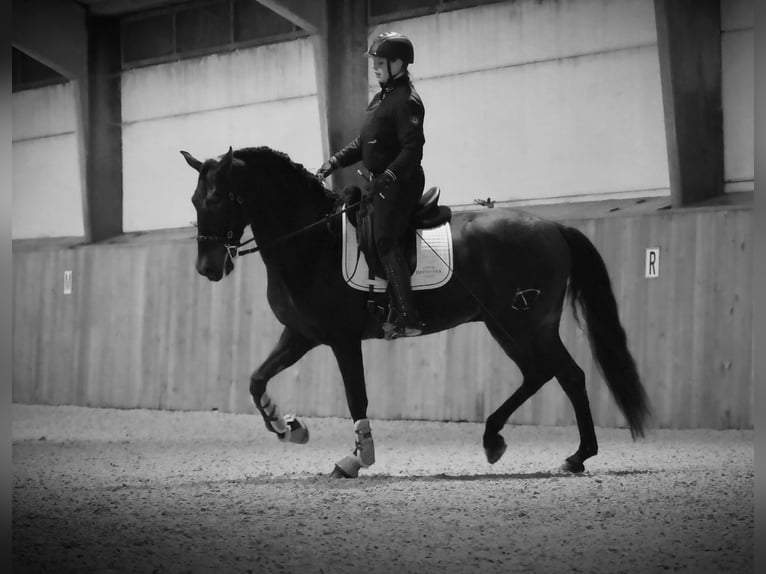 PRE Mix Gelding 6 years 16 hh Bay-Dark in Heuvelland