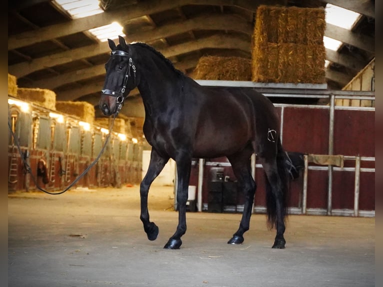 PRE Mix Gelding 6 years 16 hh Bay-Dark in Heuvelland