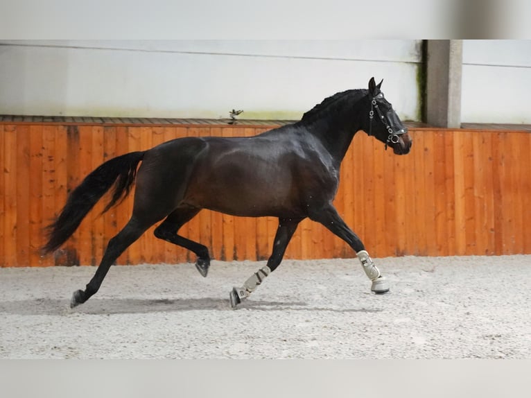 PRE Mix Gelding 6 years 16 hh Bay-Dark in Heuvelland