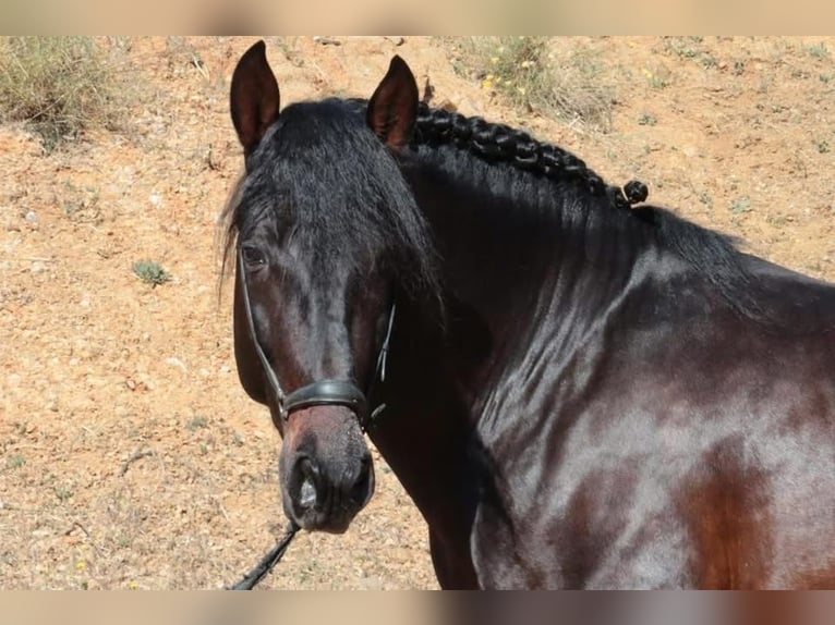 PRE Gelding 6 years 16 hh Bay-Dark in Br&#xFC;ggen