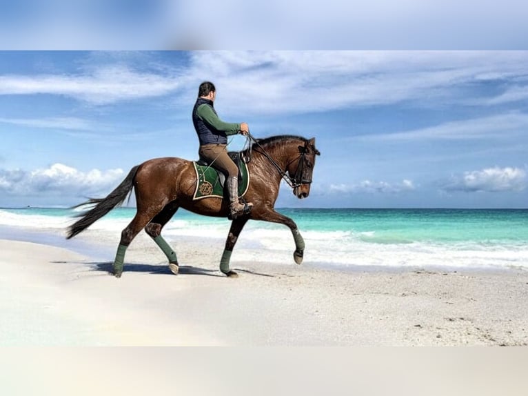 PRE Gelding 6 years 16 hh Bay-Dark in Br&#xFC;ggen