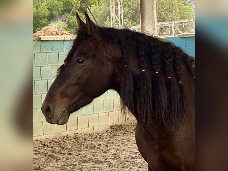 PRE Gelding 6 years 16 hh Bay-Dark in Br&#xFC;ggen