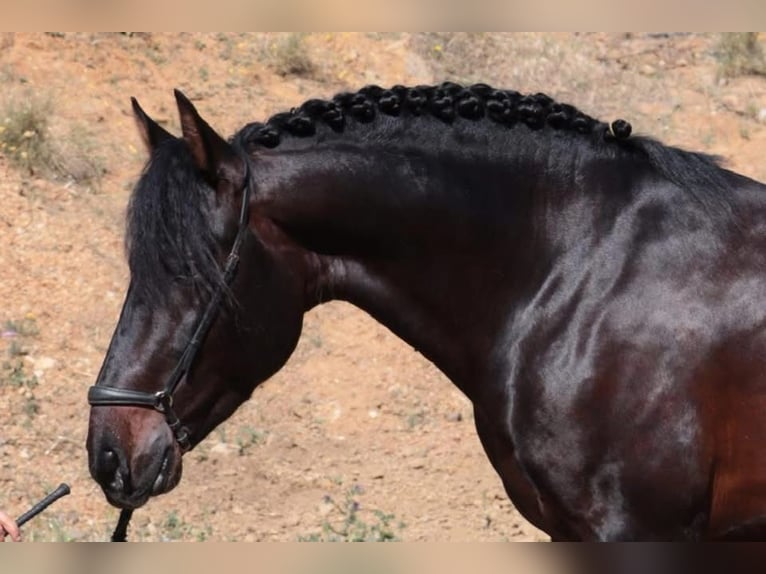 PRE Gelding 6 years 16 hh Bay-Dark in Br&#xFC;ggen