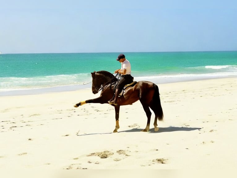 PRE Gelding 6 years 16 hh Bay-Dark in Br&#xFC;ggen