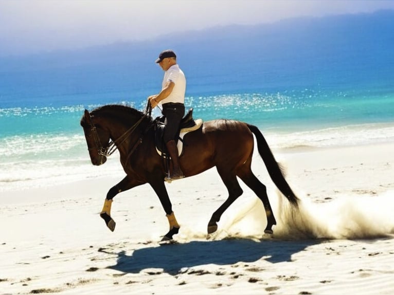 PRE Gelding 6 years 16 hh Bay-Dark in Br&#xFC;ggen