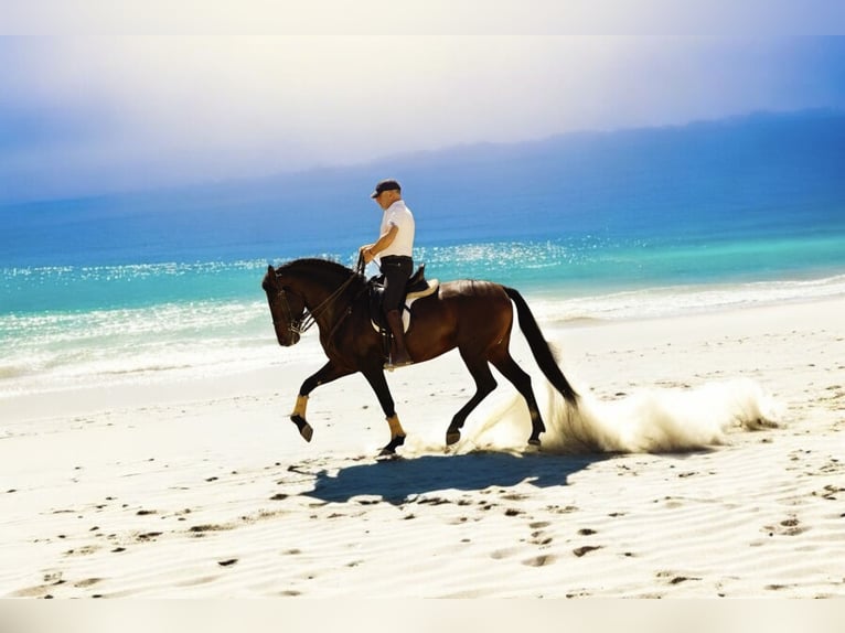 PRE Gelding 6 years 16 hh Bay-Dark in Br&#xFC;ggen