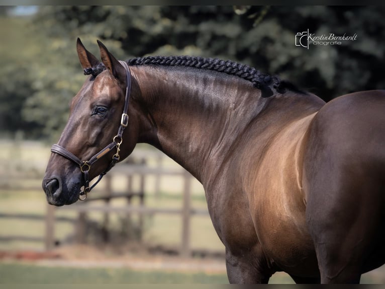 PRE Gelding 6 years 16 hh Bay-Dark in Dorsten