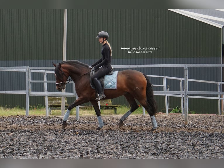 PRE Gelding 6 years 16 hh Bay-Dark in &#39;s-Gravenhage