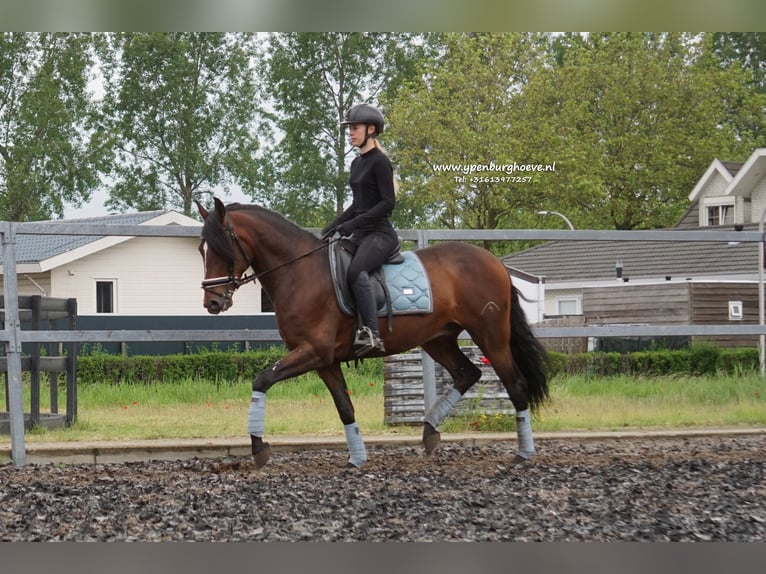 PRE Gelding 6 years 16 hh Bay-Dark in &#39;s-Gravenhage