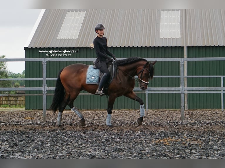 PRE Gelding 6 years 16 hh Bay-Dark in &#39;s-Gravenhage