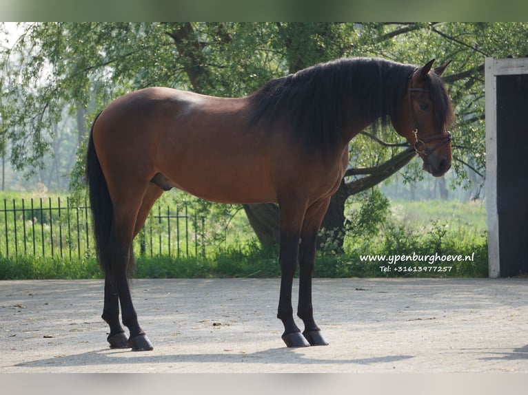 PRE Gelding 6 years 16 hh Bay-Dark in &#39;s-Gravenhage