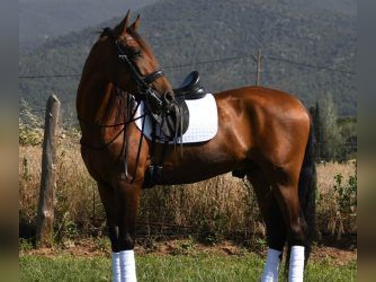 PRE Mix Gelding 6 years 16 hh Bay in BARCELONA