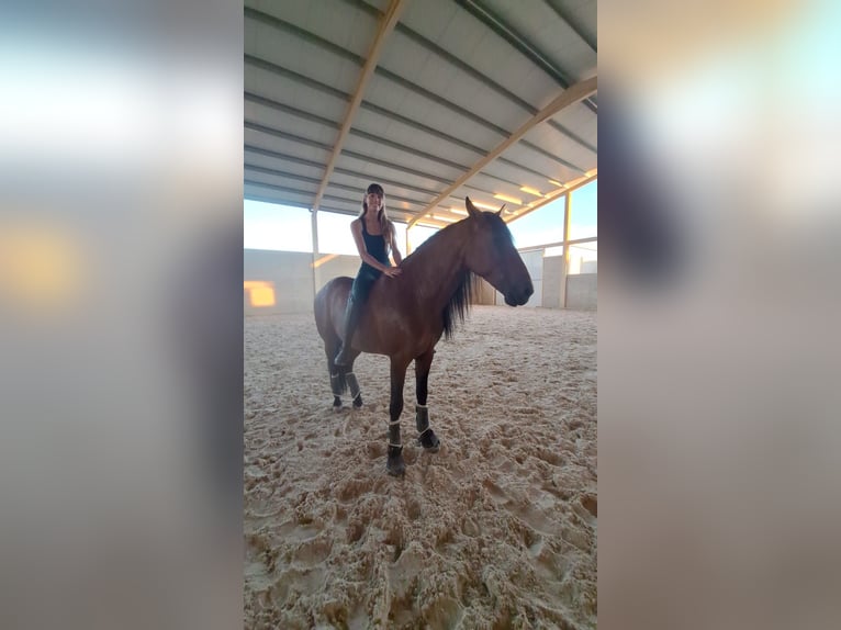 PRE Gelding 6 years 16 hh Bay in Salamanca