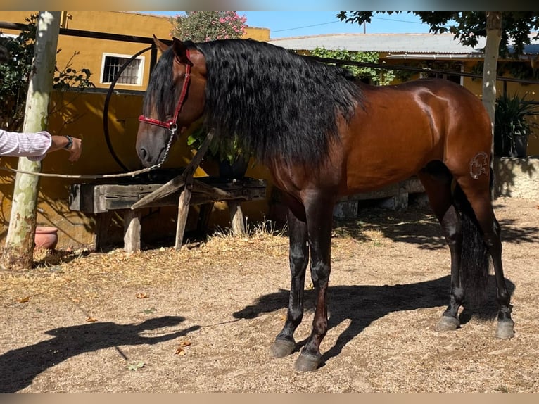 PRE Gelding 6 years 16 hh Bay in Salamanca