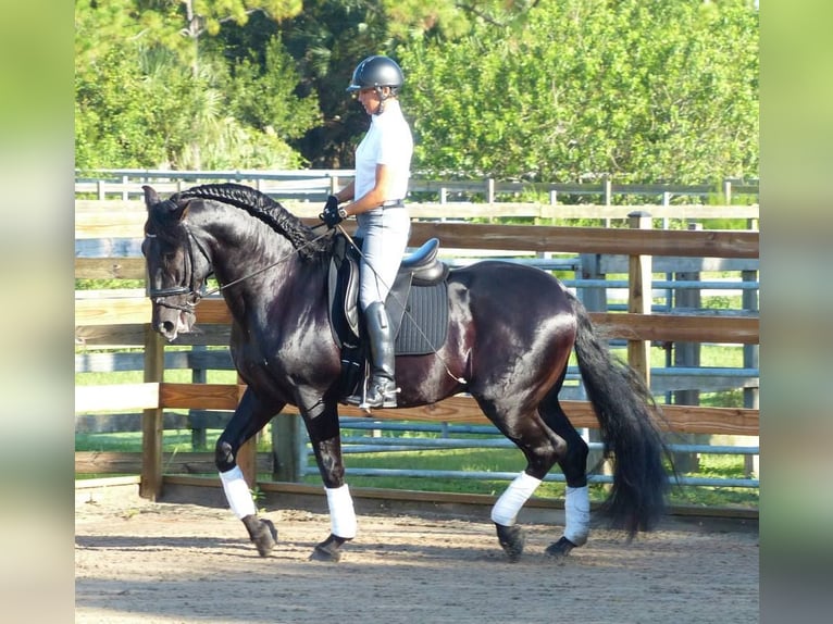PRE Mix Gelding 6 years 16 hh Black in Haan