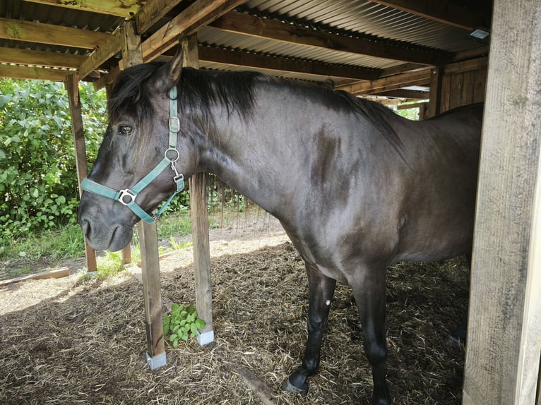 PRE Gelding 6 years 16 hh Black in Karstädt