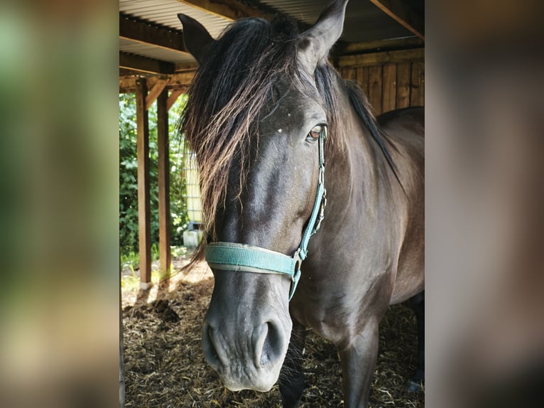 PRE Gelding 6 years 16 hh Black in Karstädt
