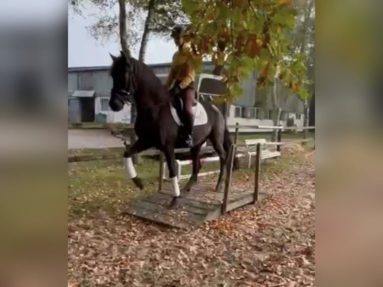 PRE Mix Gelding 6 years 16 hh Black in Sottrum