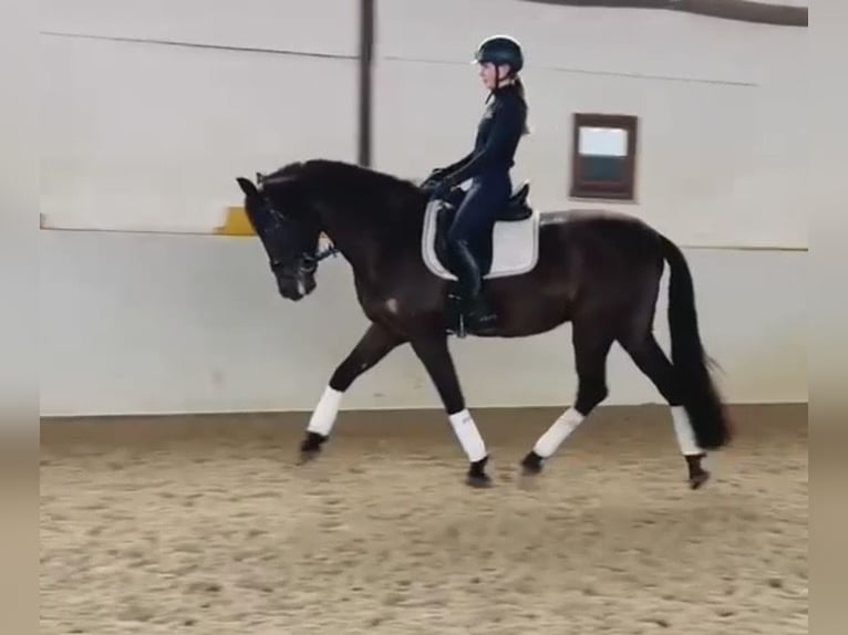 PRE Mix Gelding 6 years 16 hh Black in Sottrum